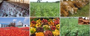 fr-alia-promises-to-create-millions-of-jobs-through-agriculture